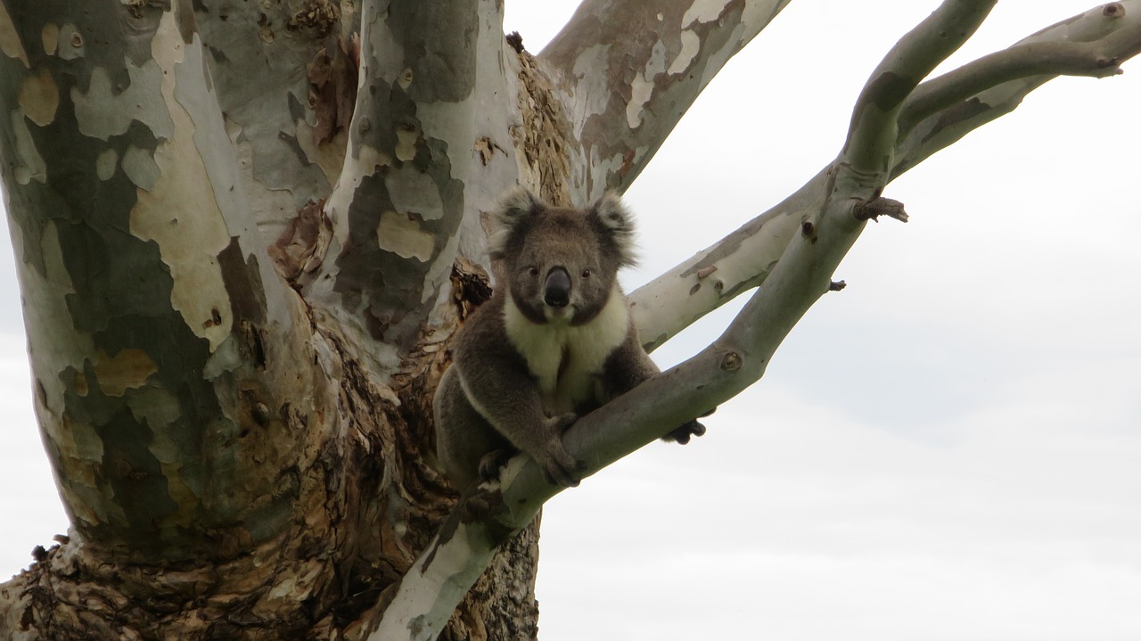 koala  australia  animal free photo