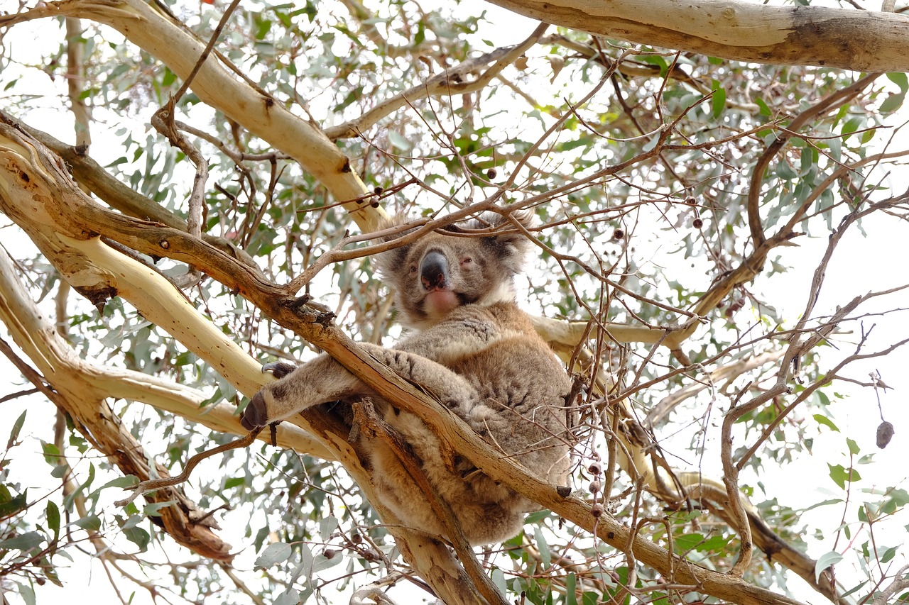 koala  australia  animal free photo