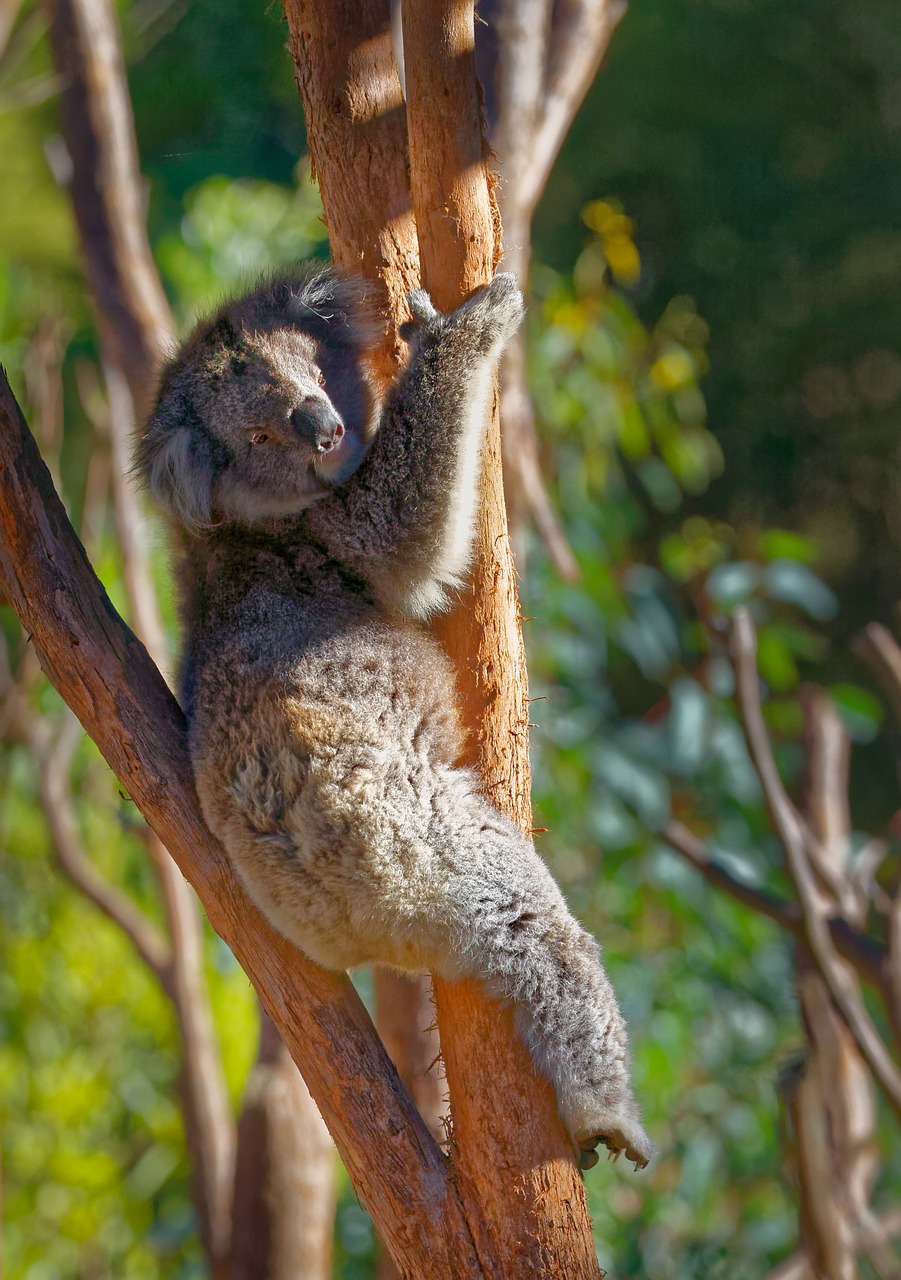 koala  koala bear  animal free photo