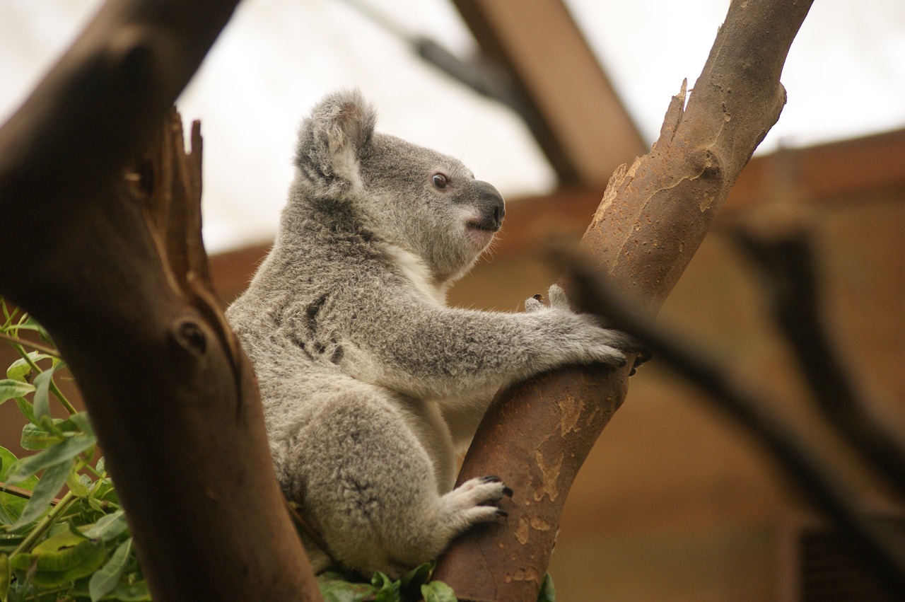 koala  marsupial  animal free photo