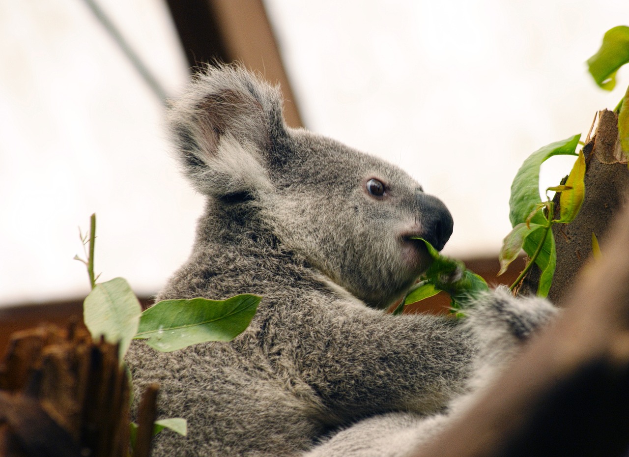 koala  australia  animal free photo