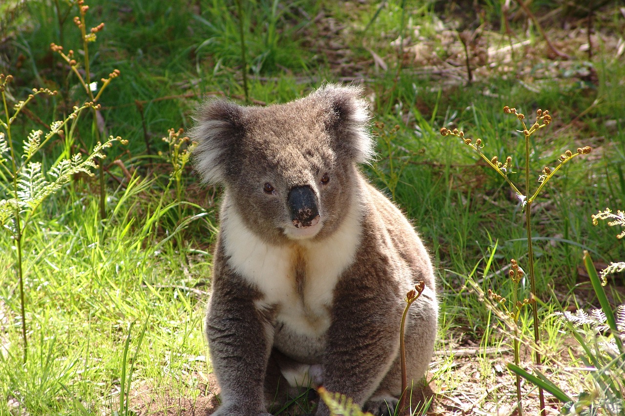 koala  australia  marsupial free photo