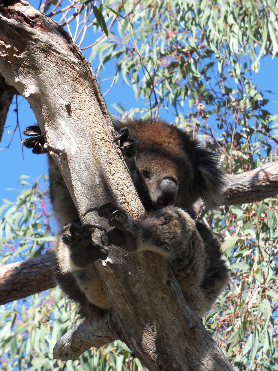 koala  lazy  eucalyptus free photo