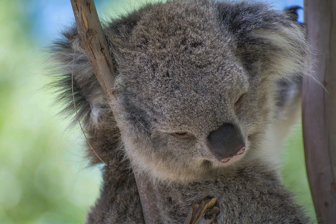 koala  australia  animals free photo
