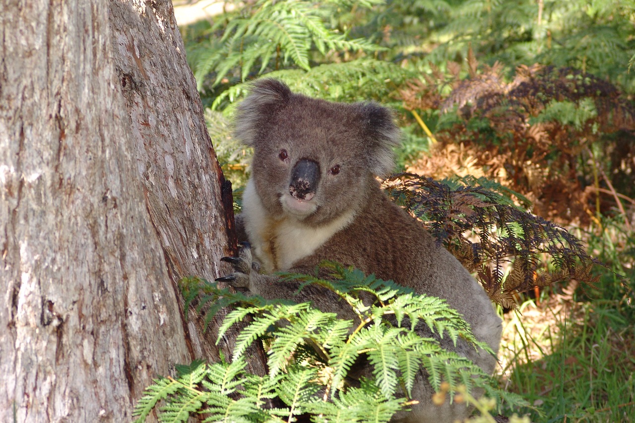 koala  australia  animal free photo