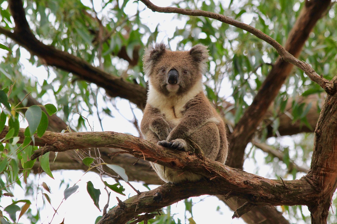 koala  koala bear  australia free photo
