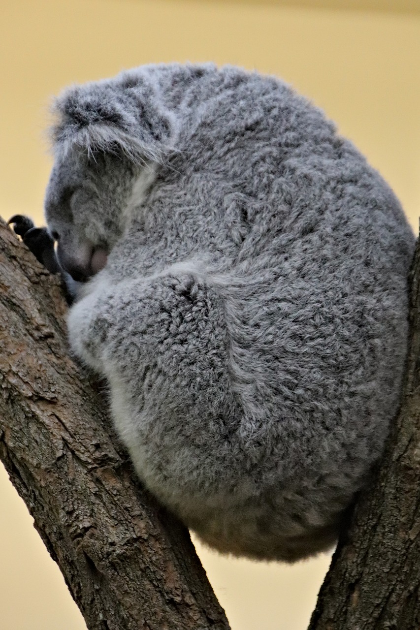koala  teddy bear  australian free photo