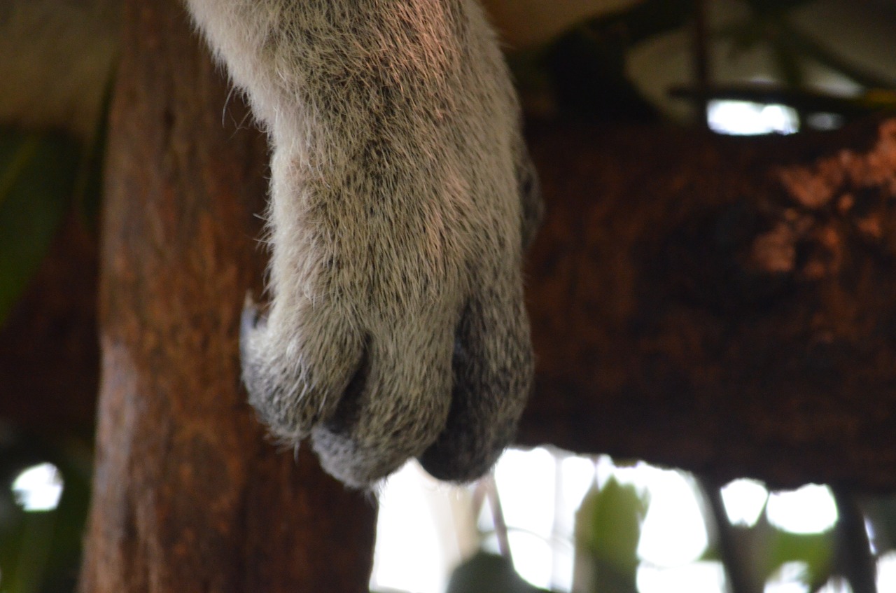 koala  australia  brisbane free photo