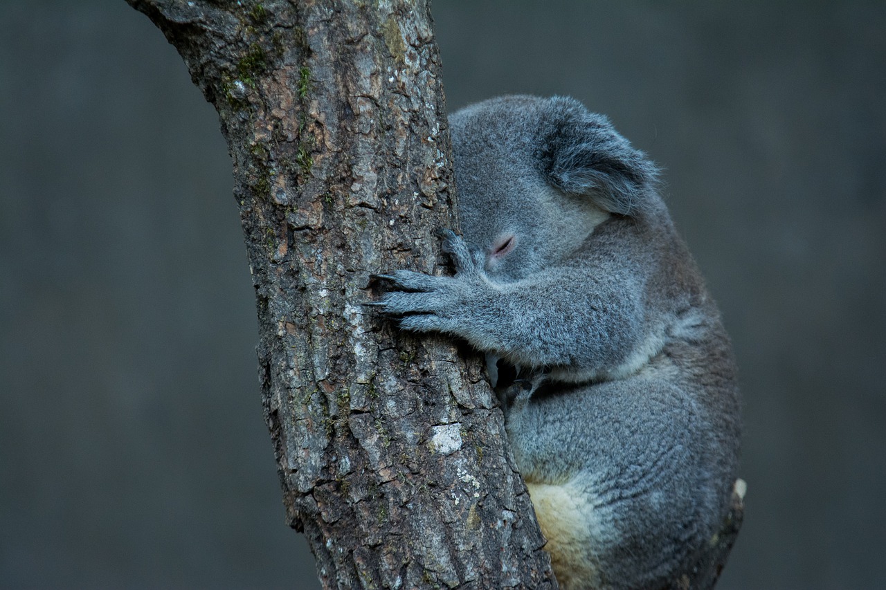 koala  tree  animal free photo
