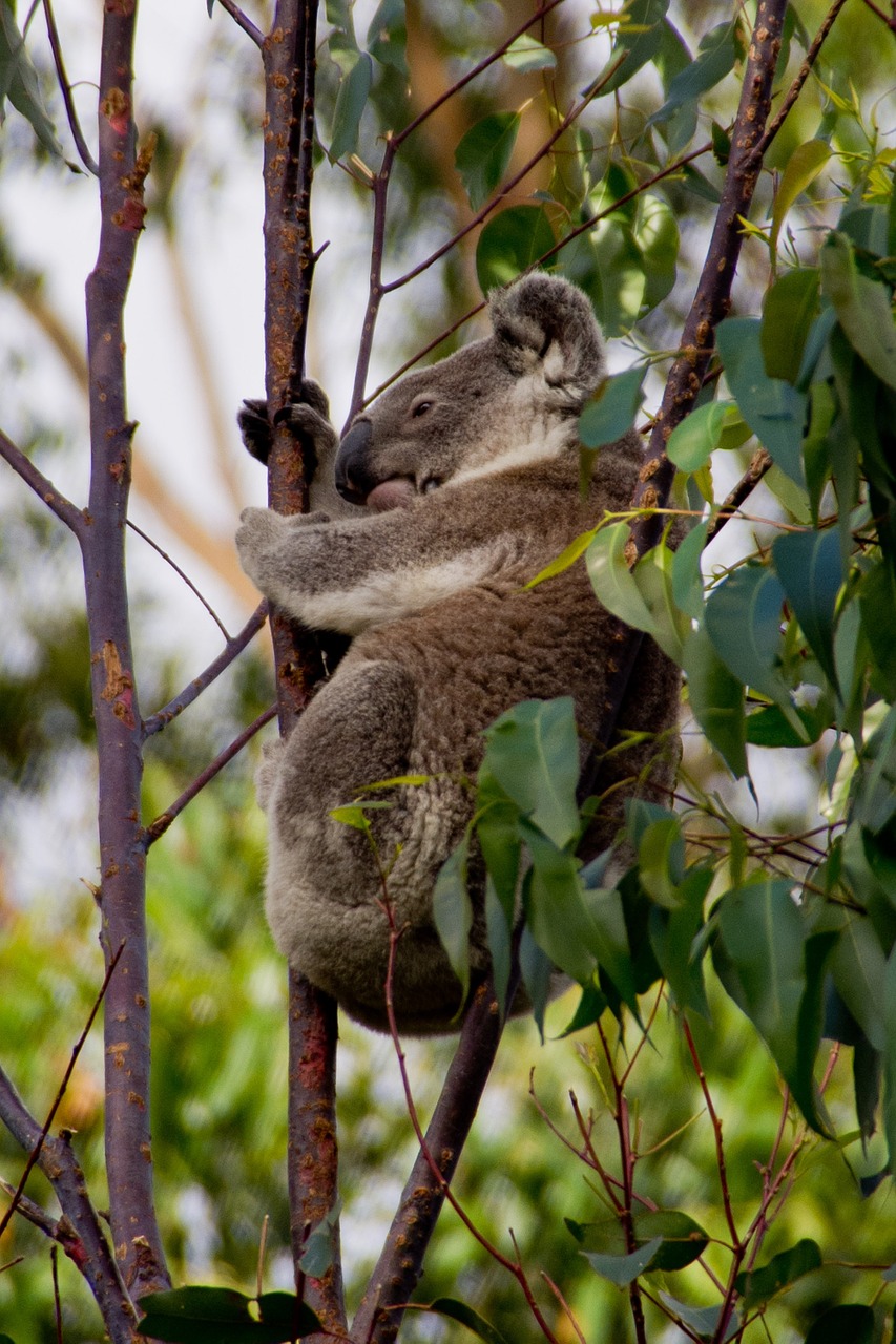 koala bear australia free photo