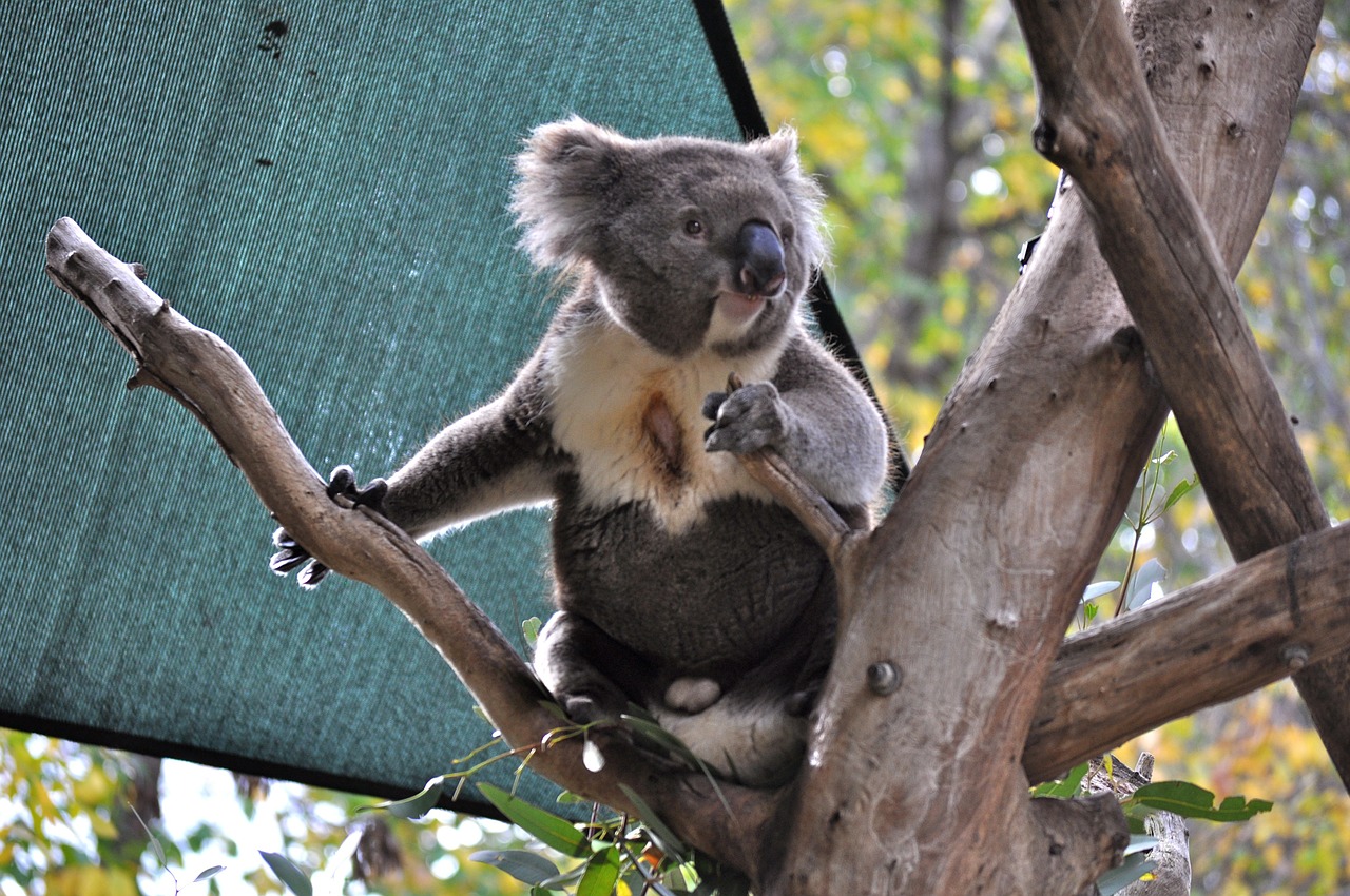 koala mammal bear free photo