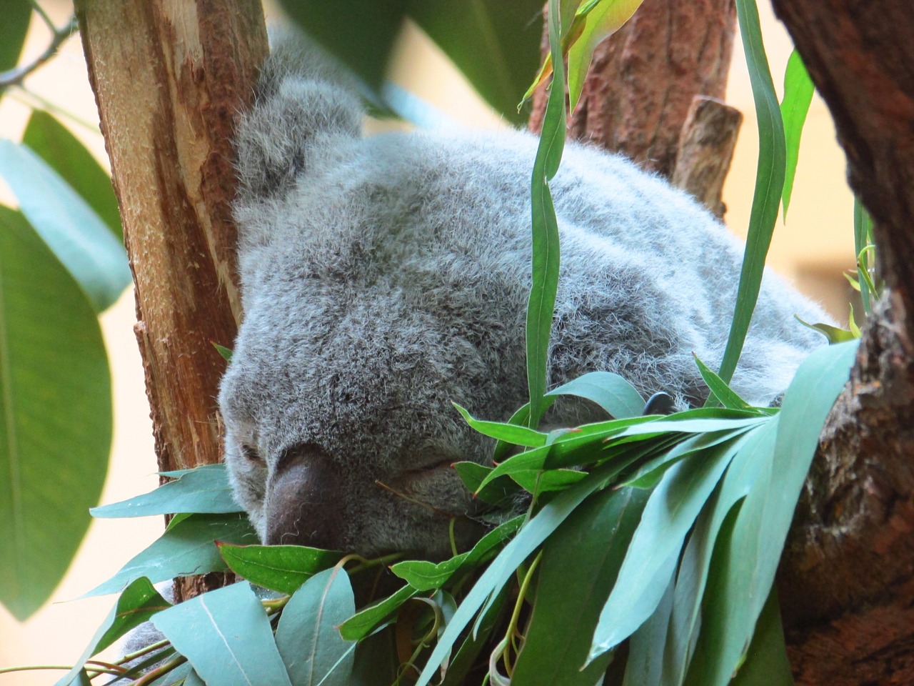koala gray dormant free photo