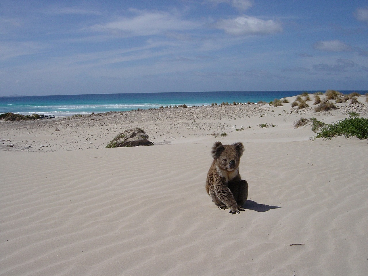 koala beach alone free photo