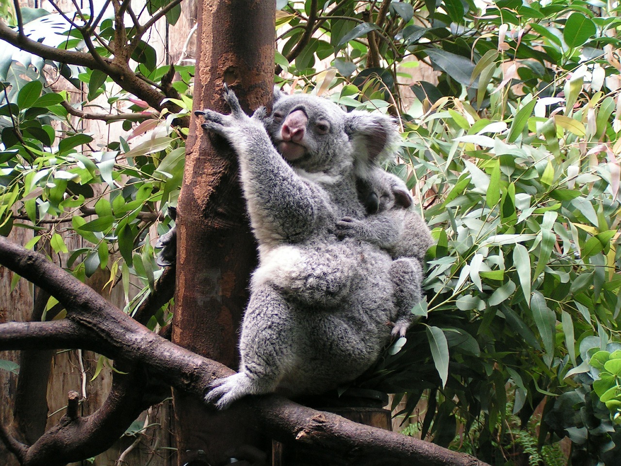 koala baby cute free photo