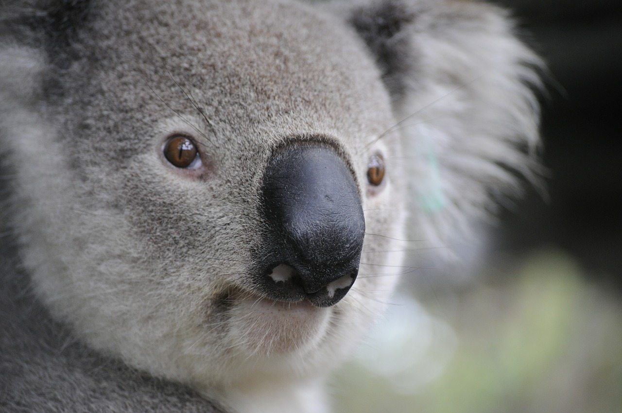 koala nature animals free photo