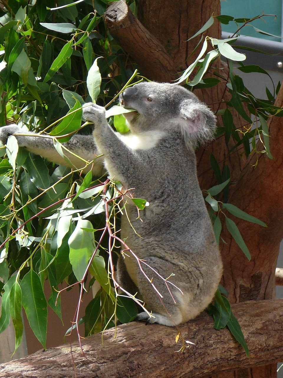 koala australia zoo free photo