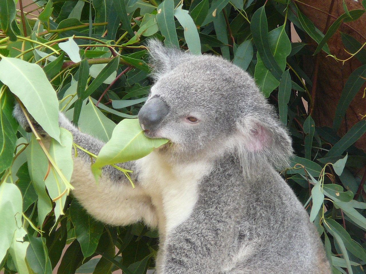 koala australia zoo free photo