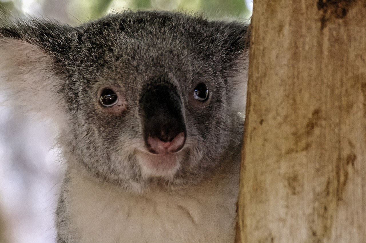 koala bear marsupial free photo