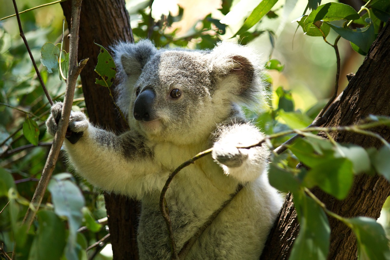 koala bear koala bear free photo