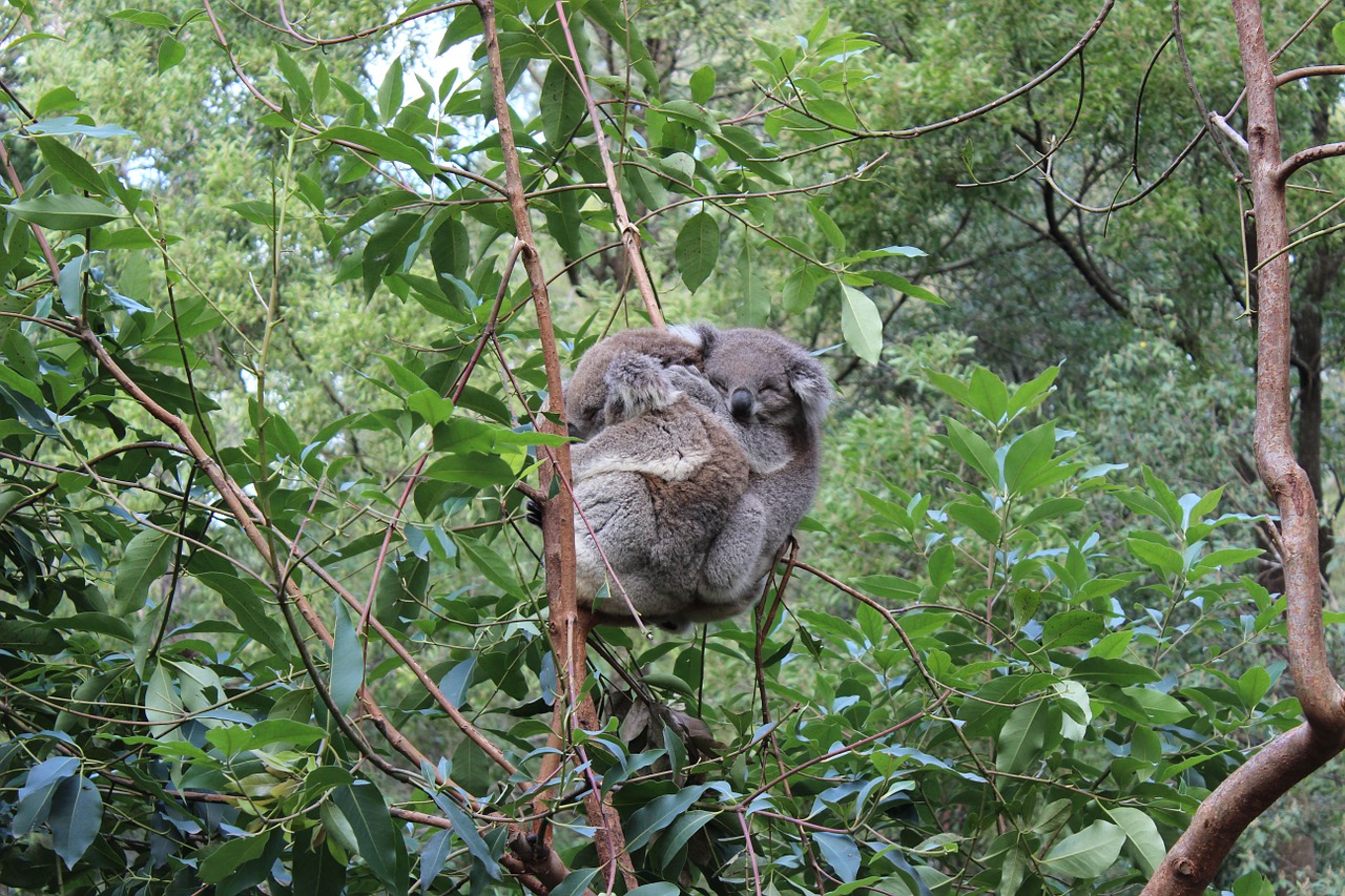 koala australia animals free photo