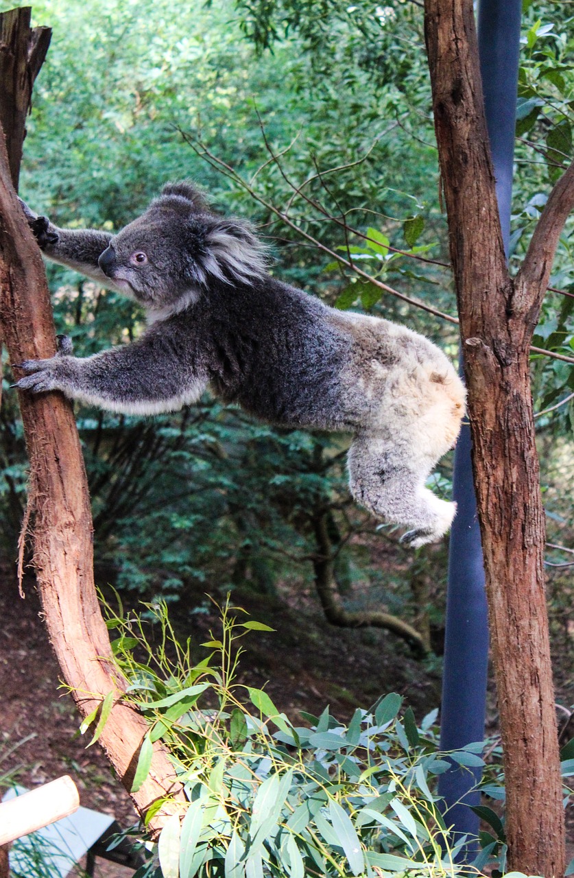 koala animals australia free photo