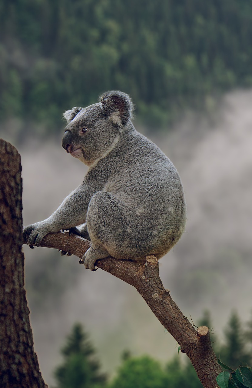 koala phascolarctos koala bear free photo