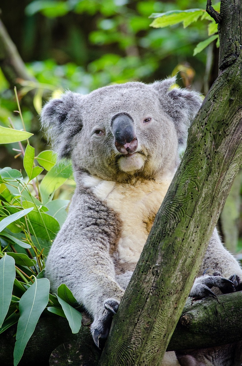 koala bear tree free photo