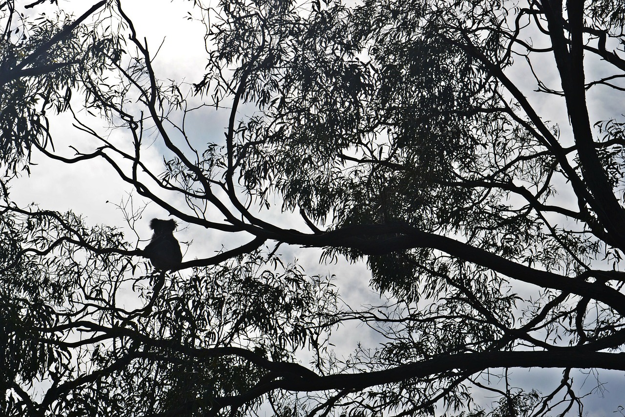 koala raymond island australia free photo