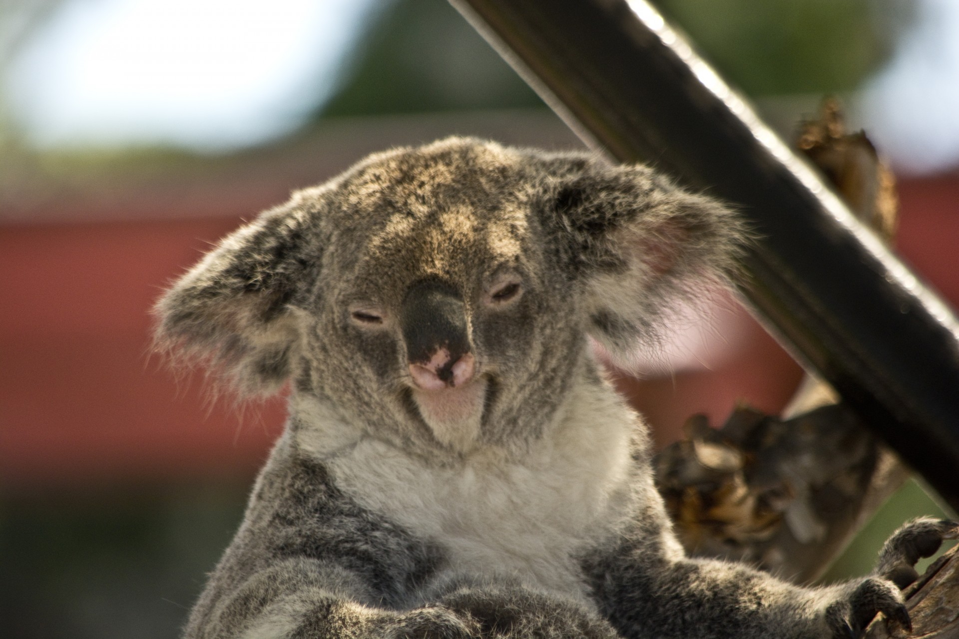 koala bear zoo free photo