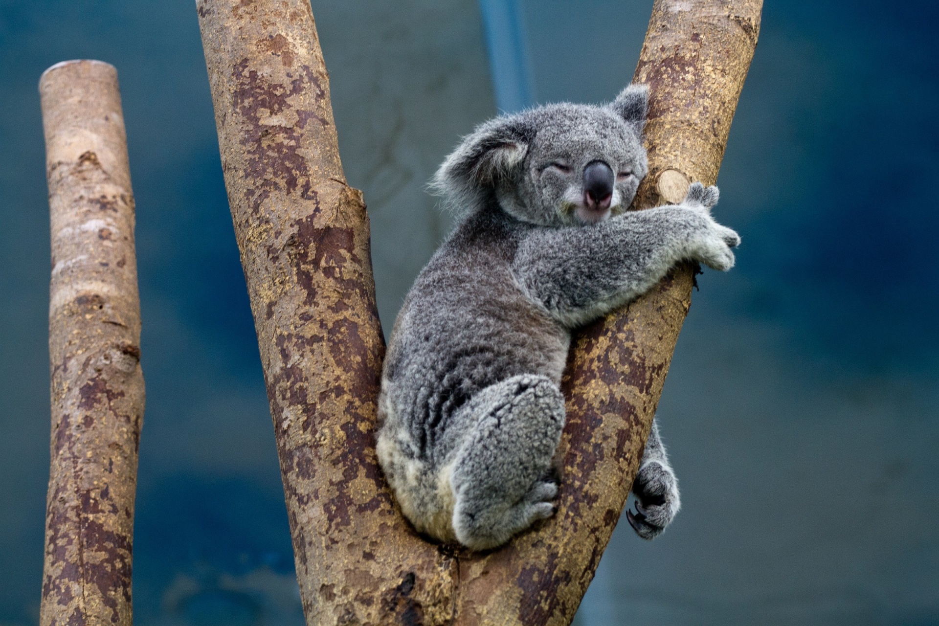 koala bear sleeping tree free photo