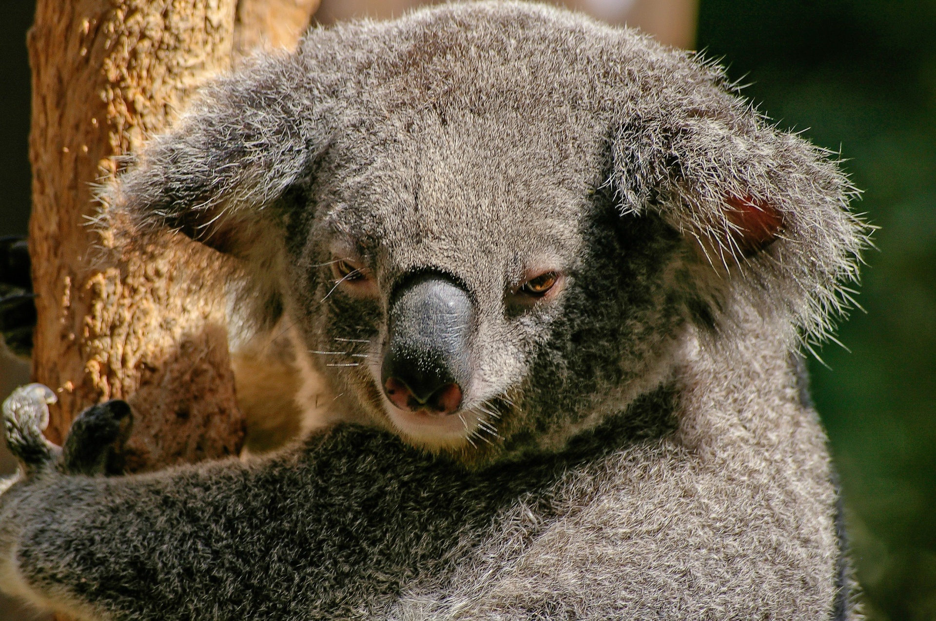 koala bear portrait free photo