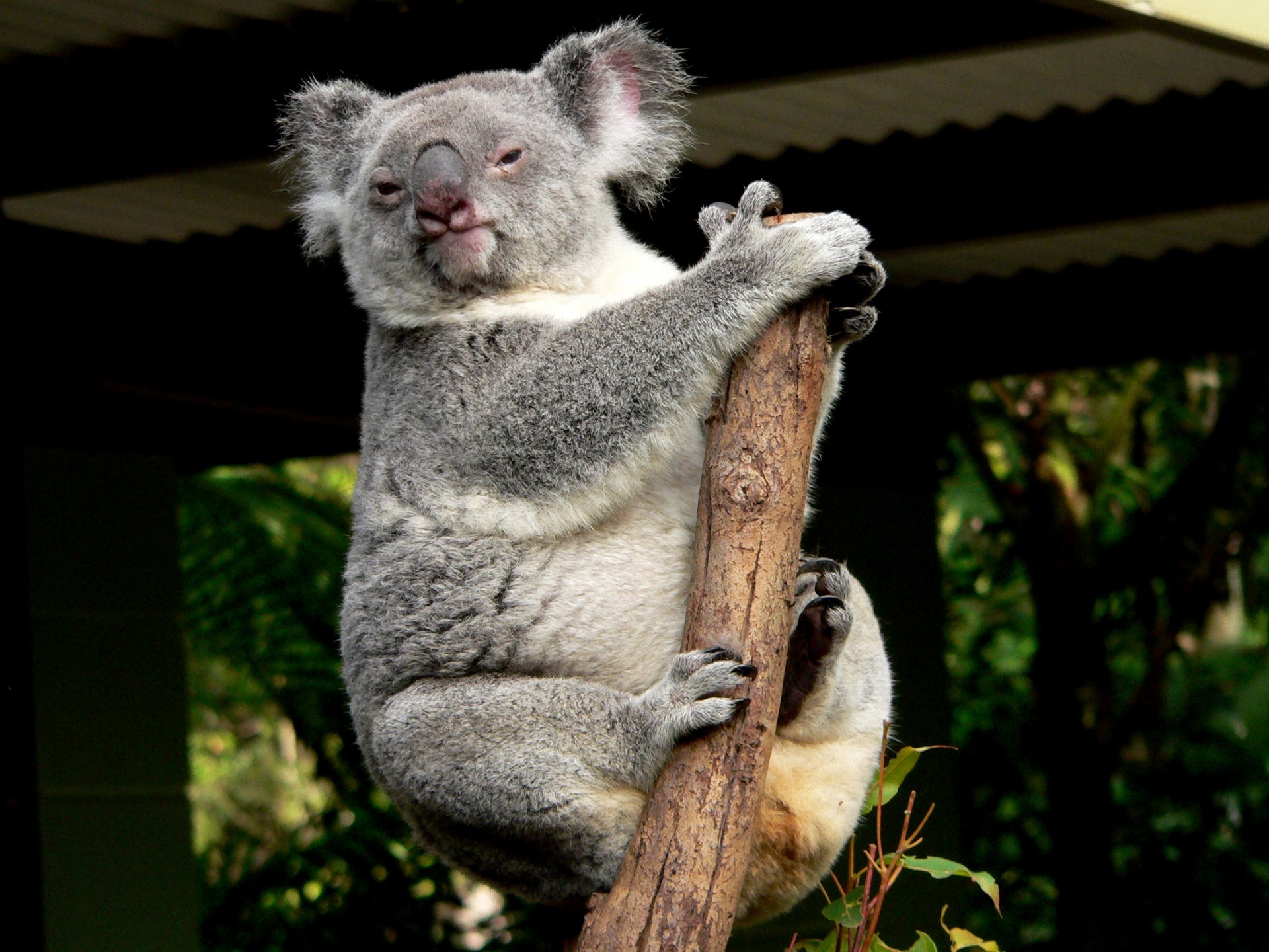 koala bear looking free photo