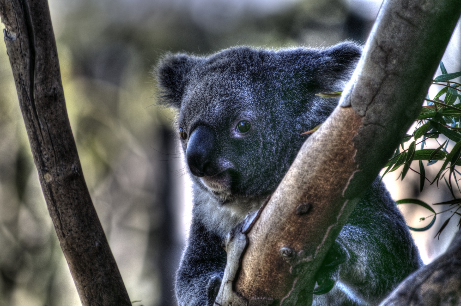 koala bear bear wildlife free photo