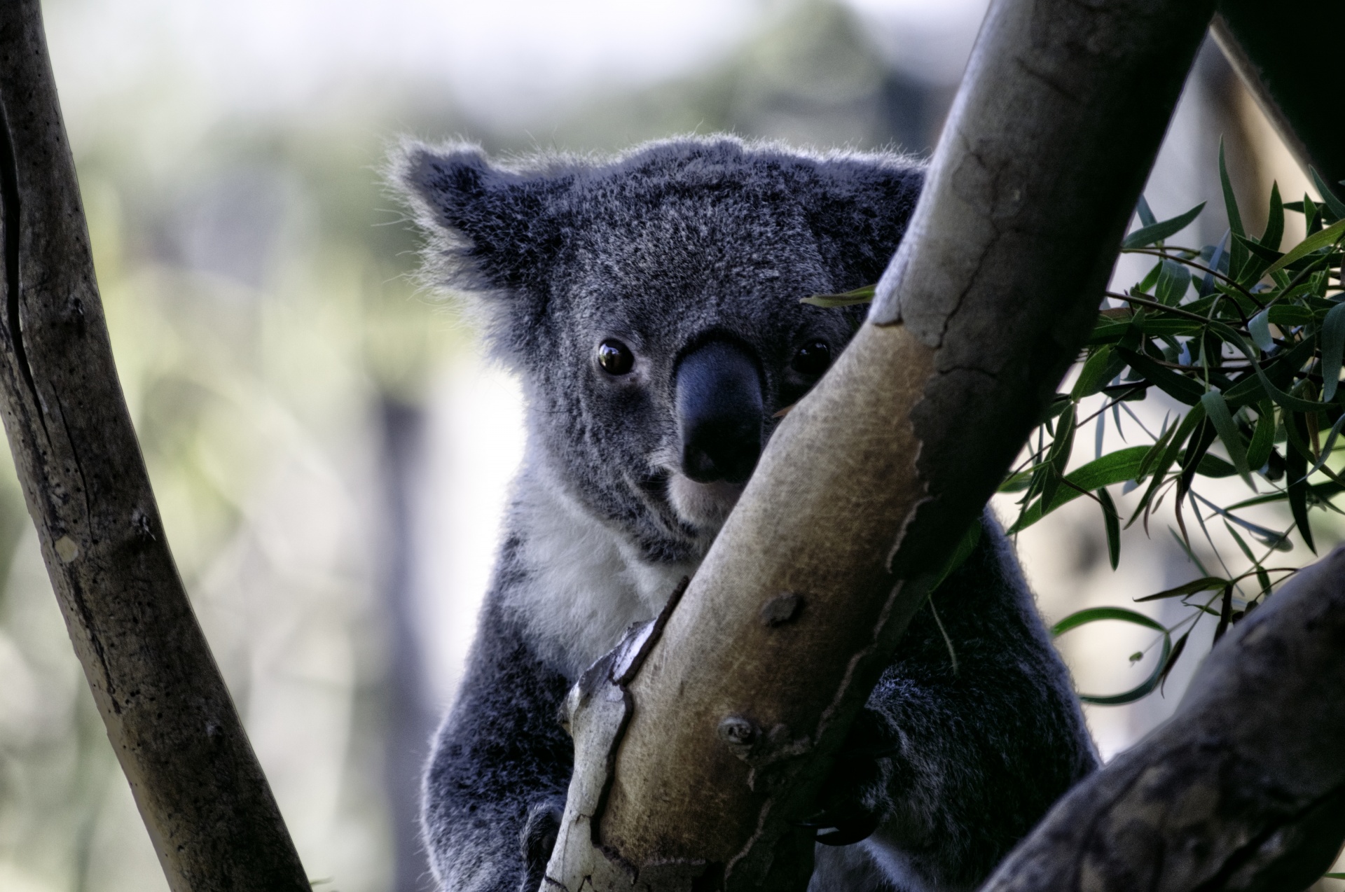 koala bear bear wildlife free photo
