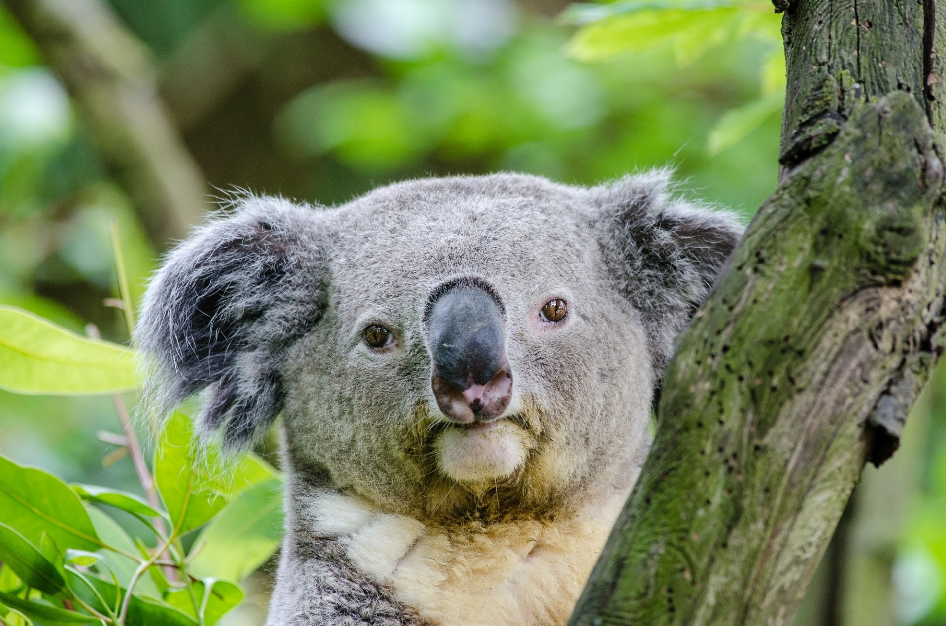 koala bear tree free photo