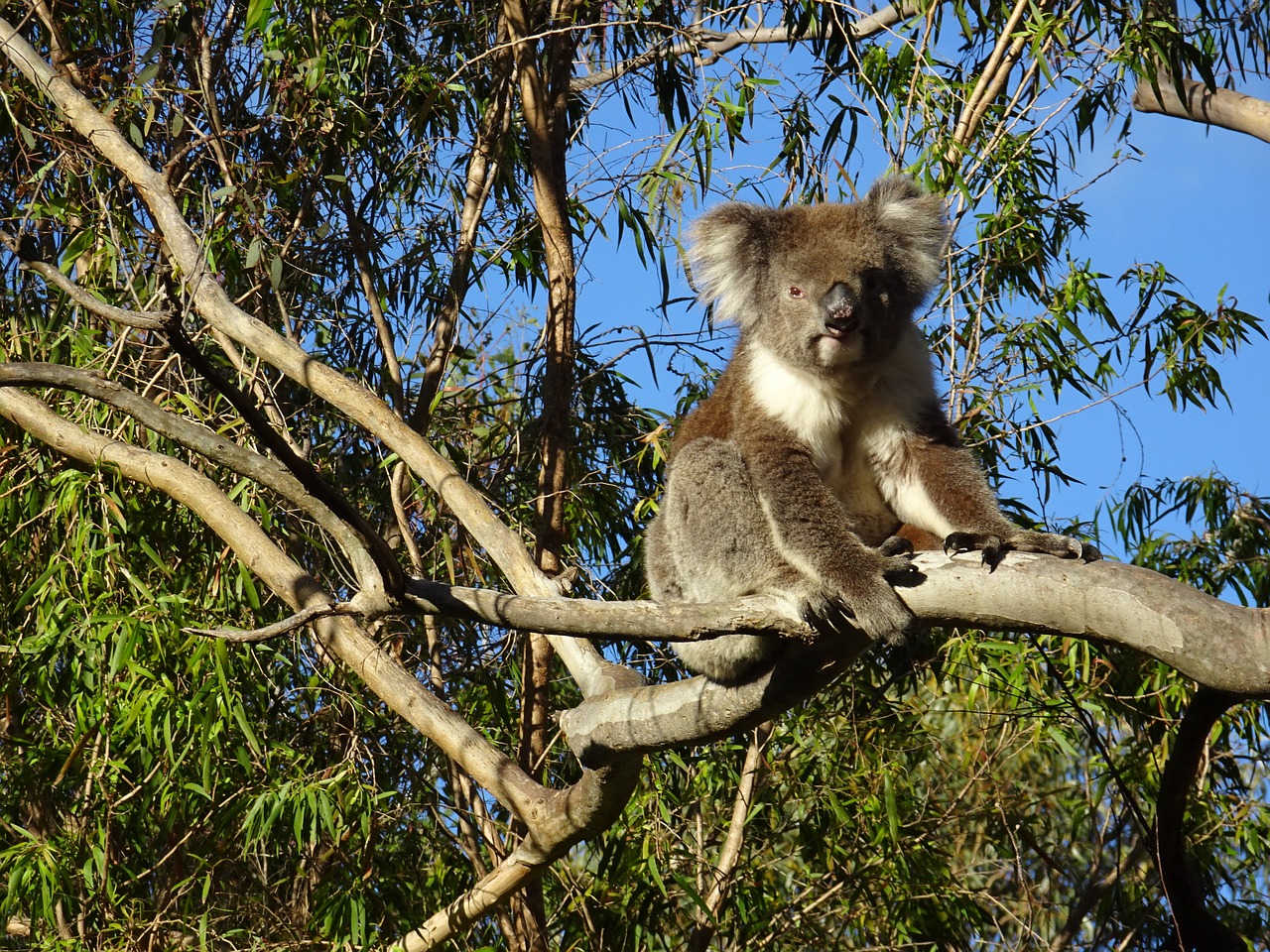 koala bear gawler ranges port lincoln free photo