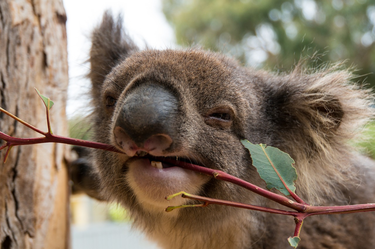 koala bear  lunch  kangaroo island free photo