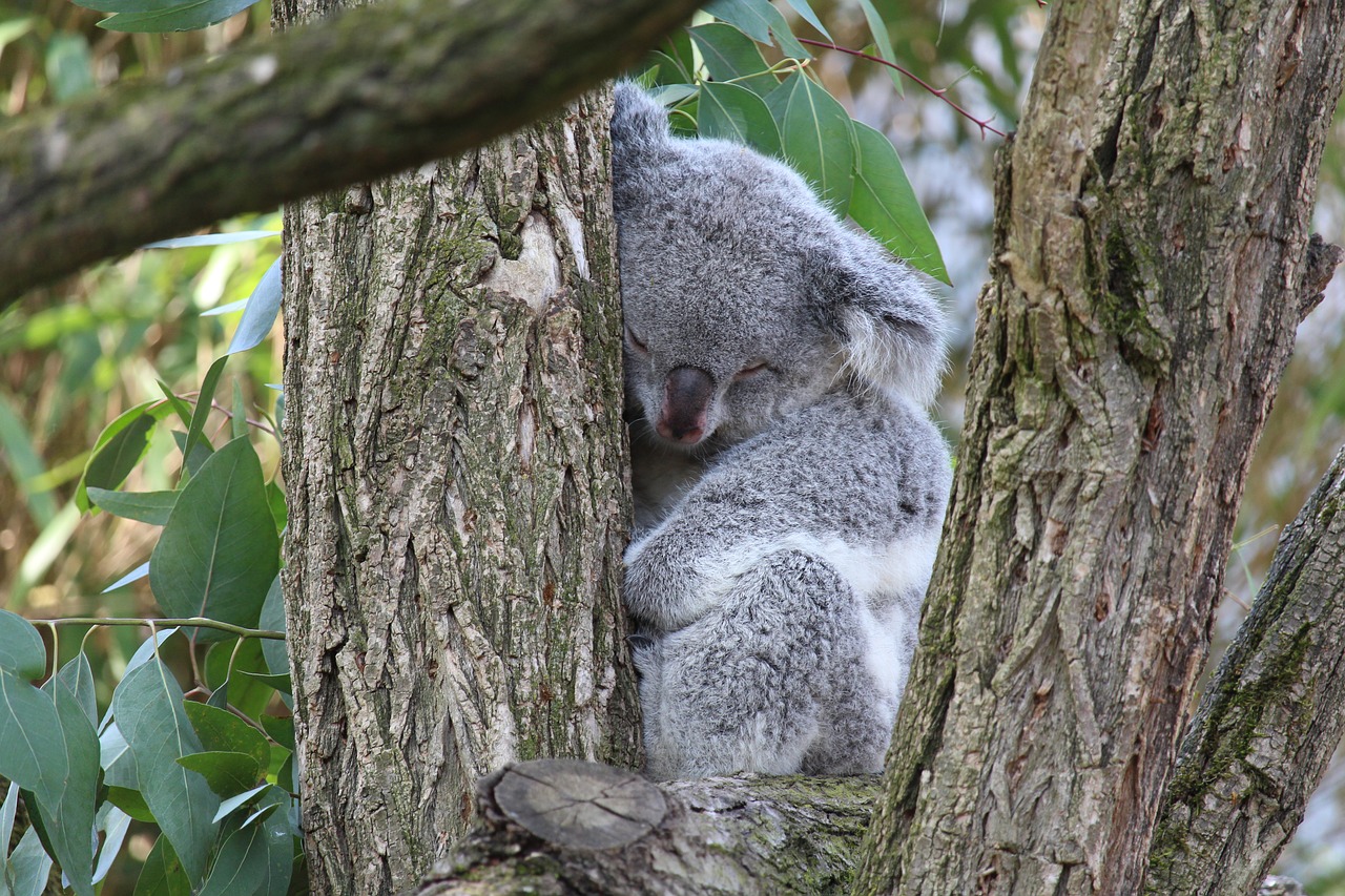 koala bear  koala  animal free photo