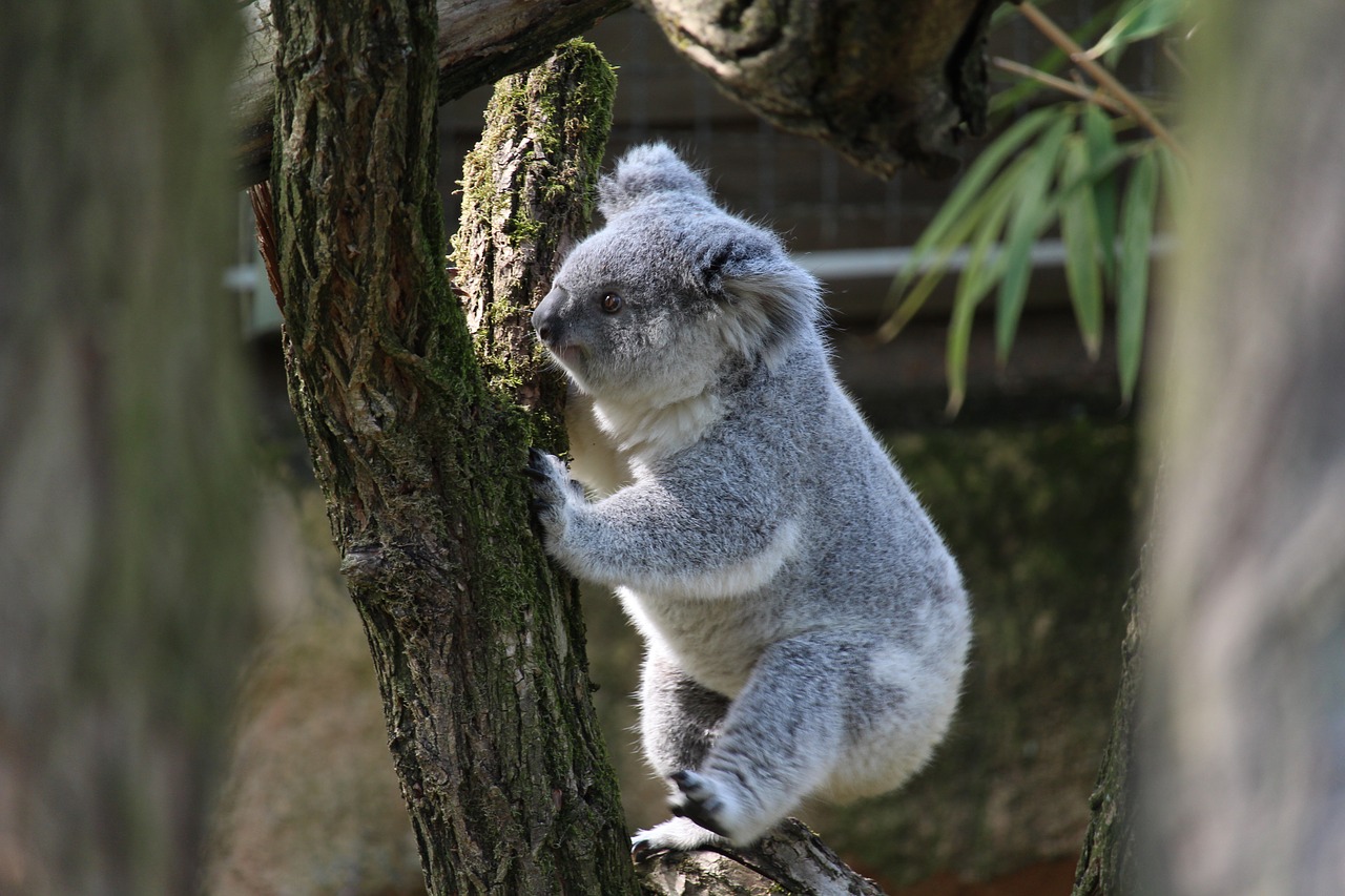 koala bear  climb  tree free photo