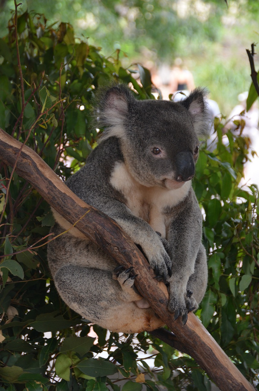 koala bear bear animal free photo