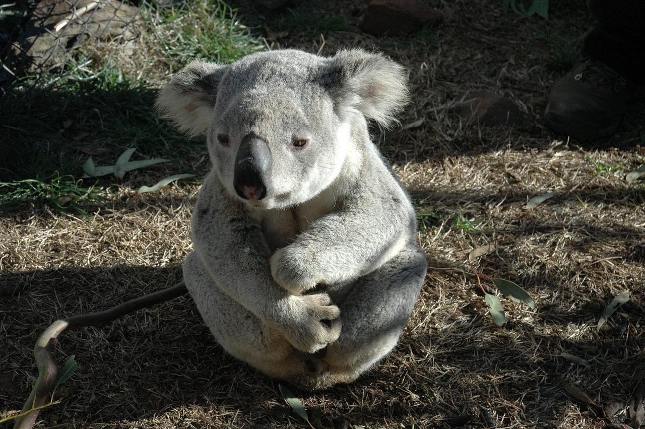 koala bear koala native animal free photo