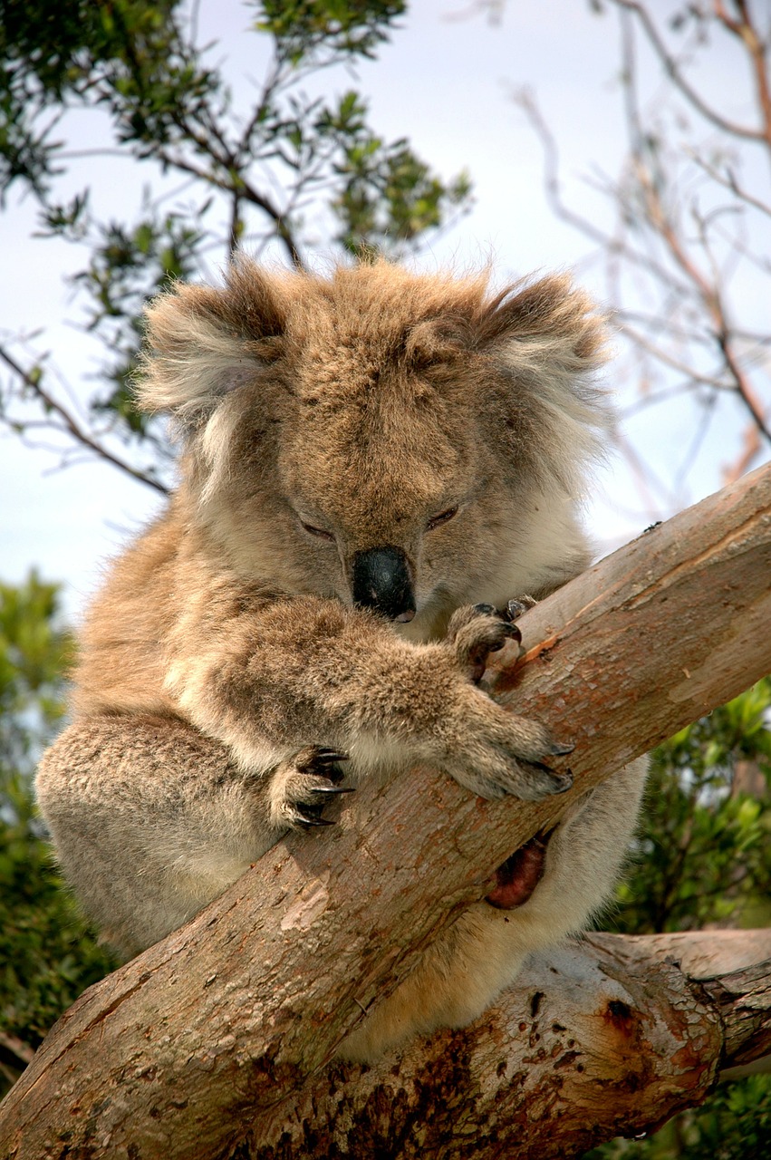 koala bear australian native animal koala free photo