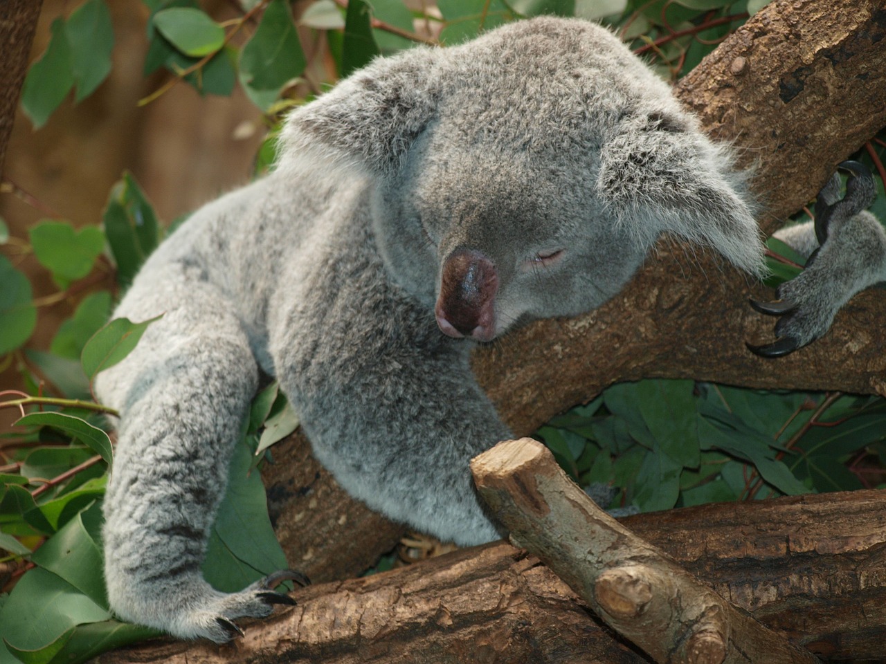 koala bear australia teddy free photo