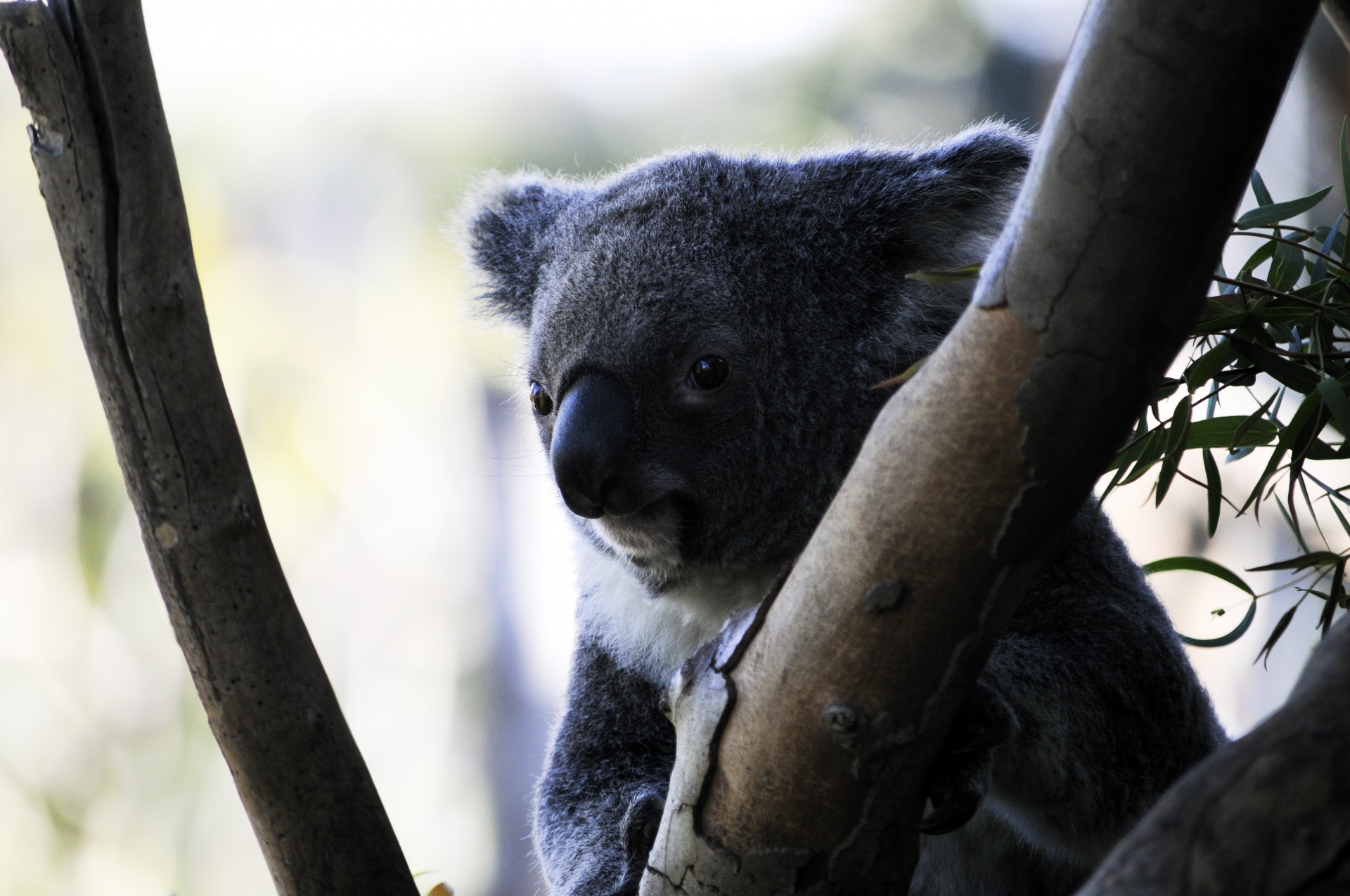 koala bear bear animal free photo