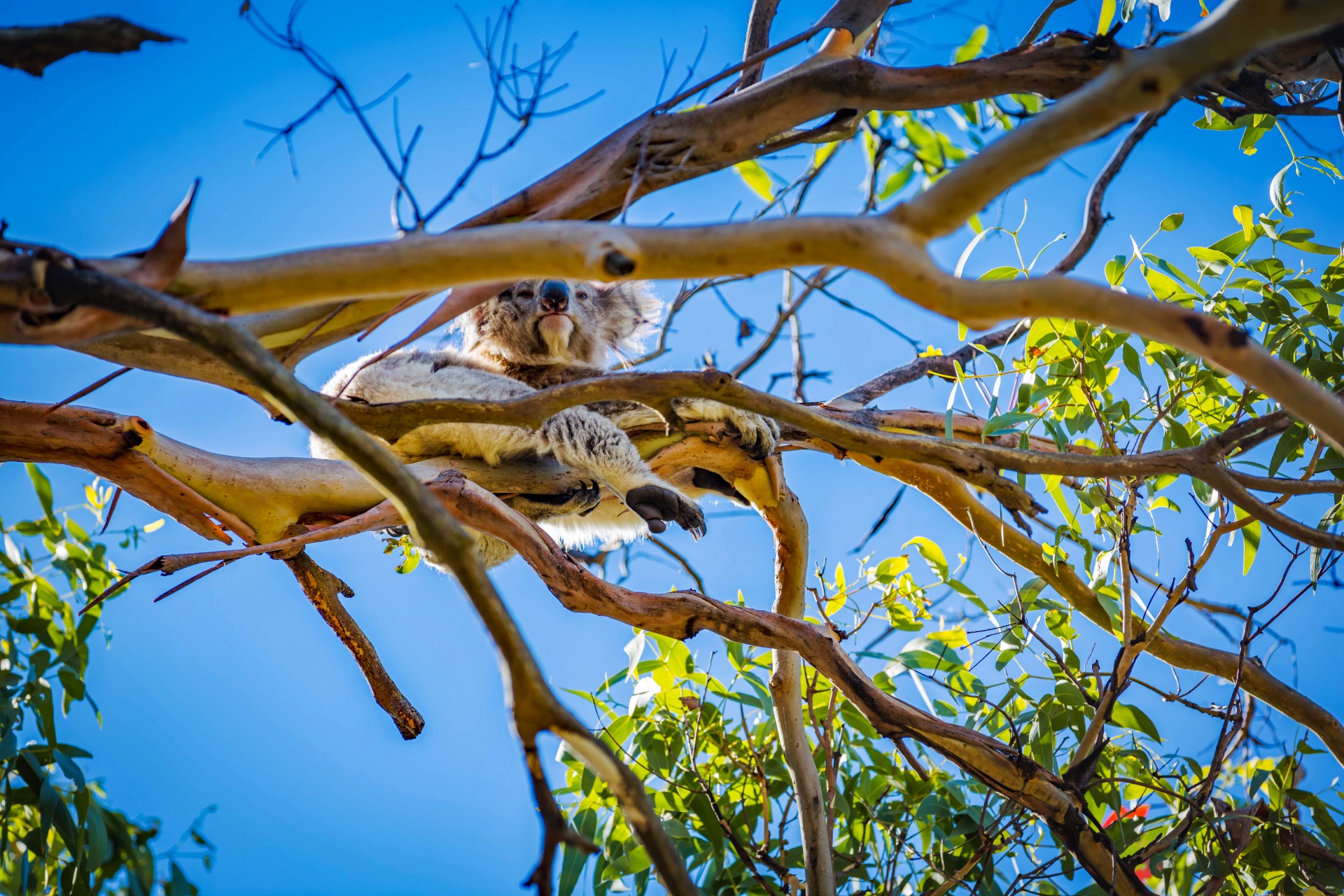 koala australia bear free photo