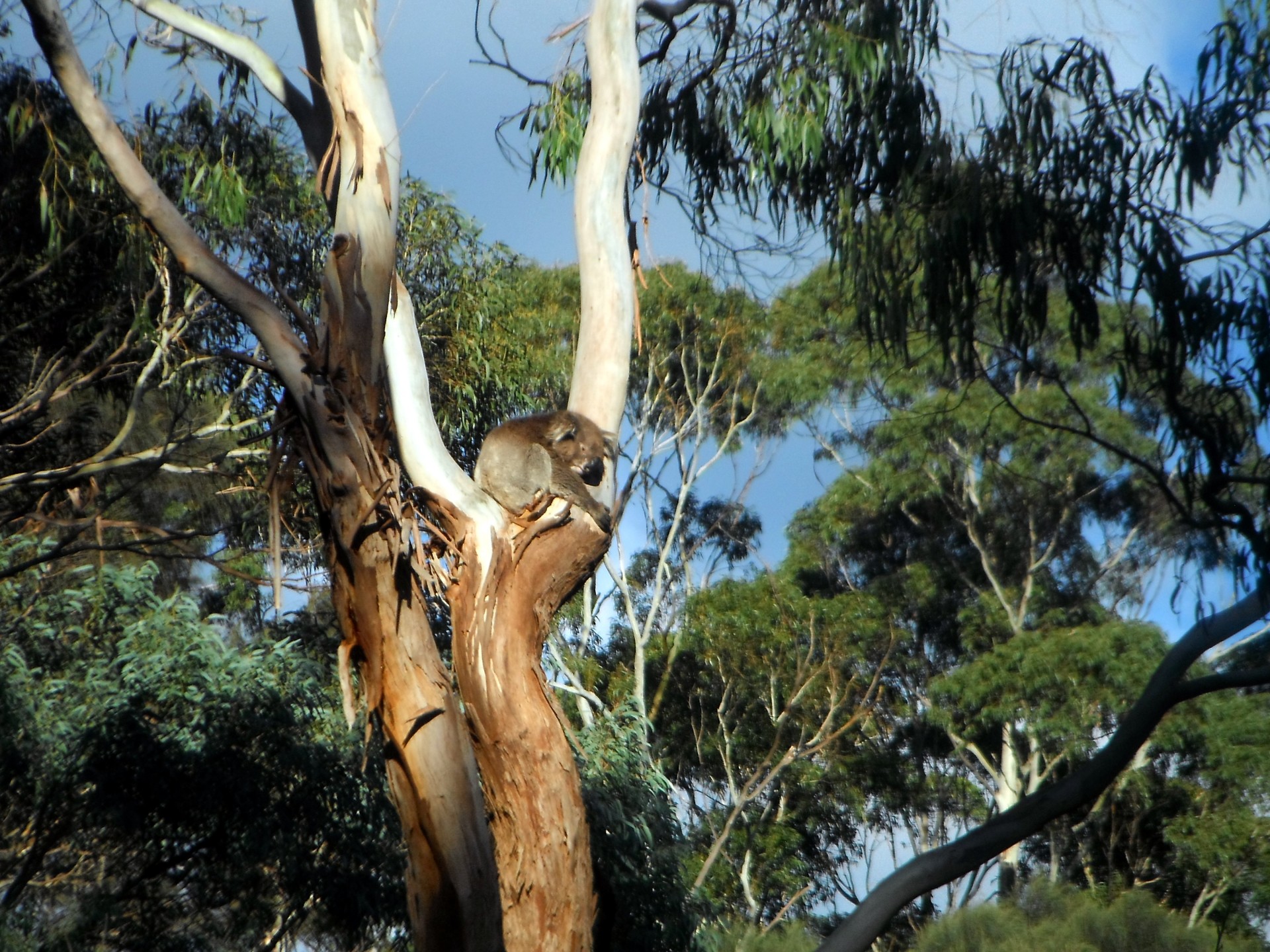 koala tree bush free photo