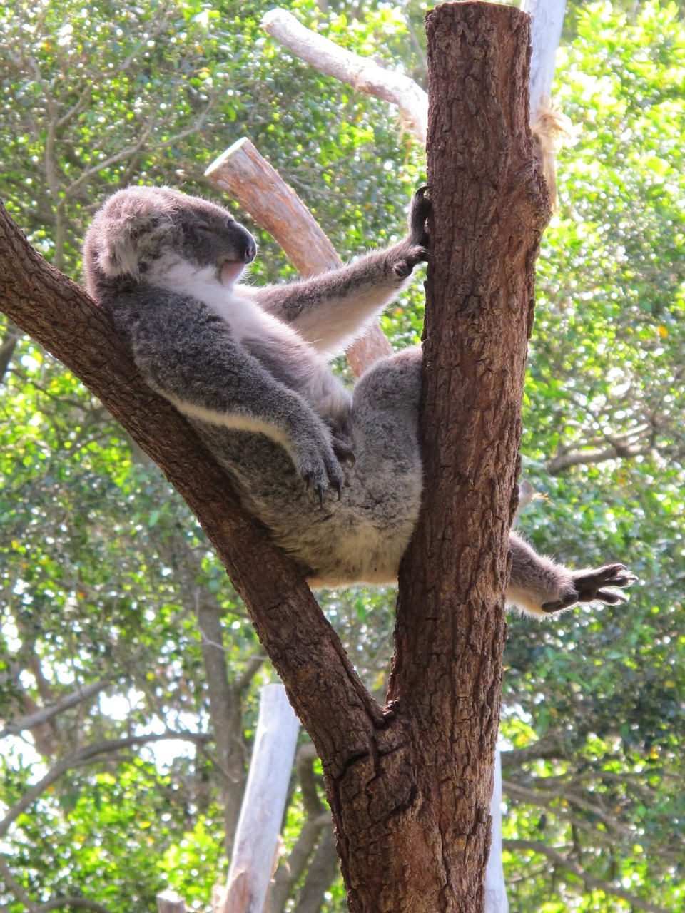 koala koala bear cuddly animal marsupial free photo