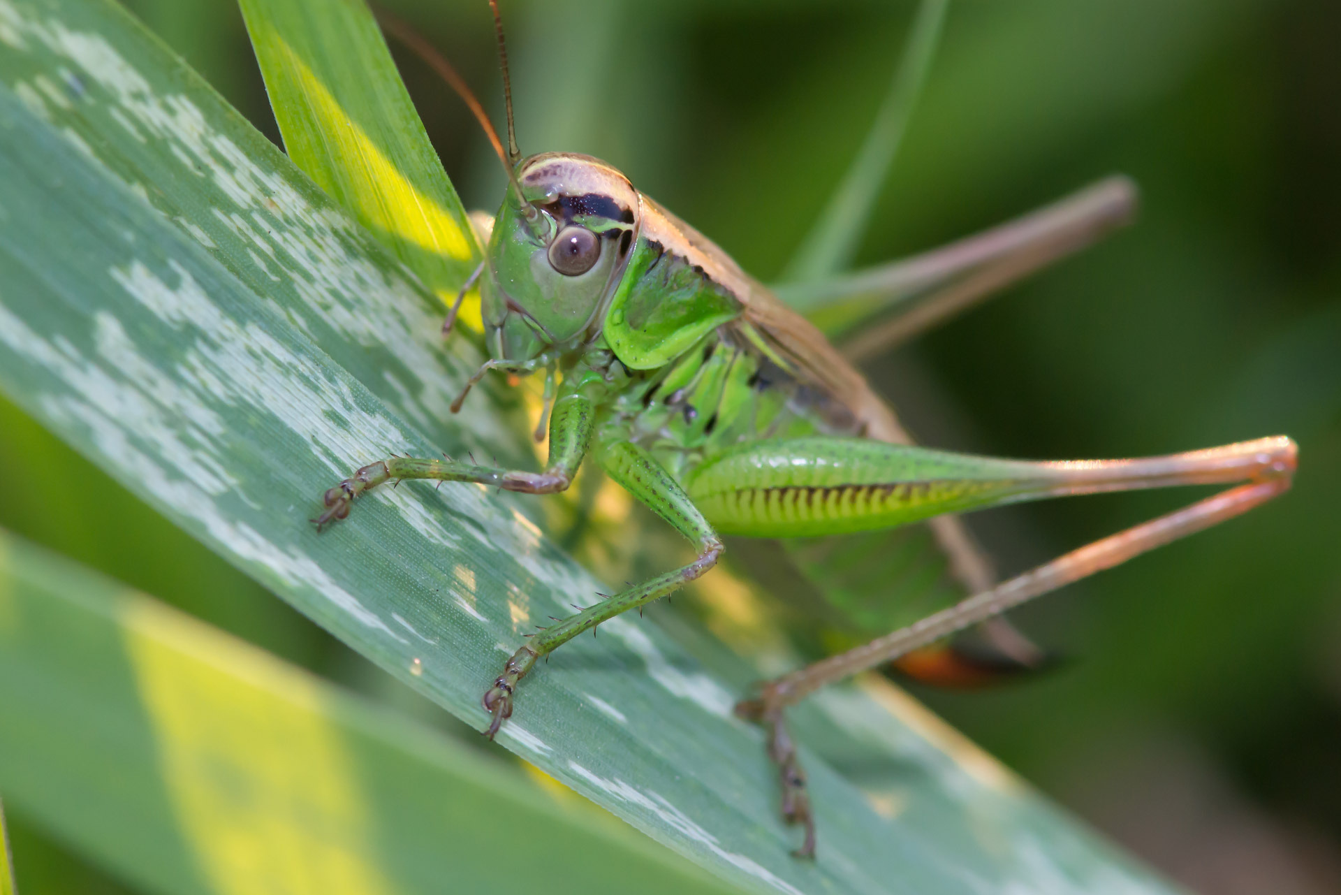 grasshopper meadow grass free photo