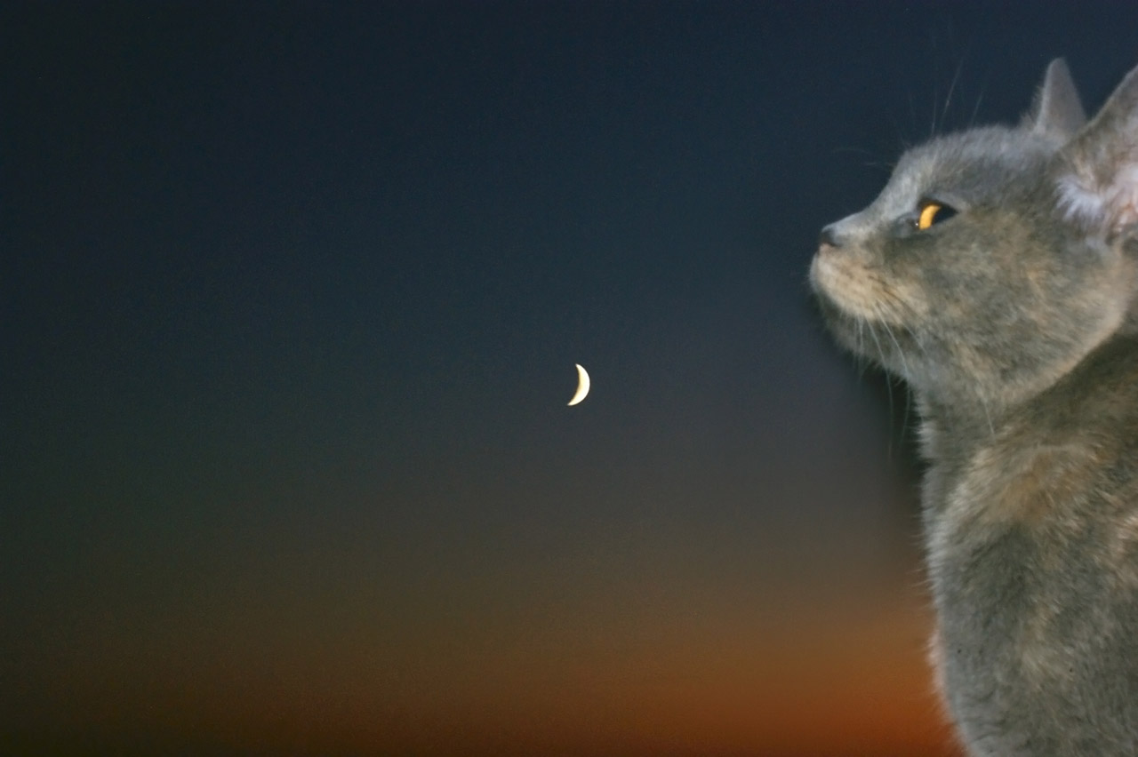 cat moon cat and moon free photo