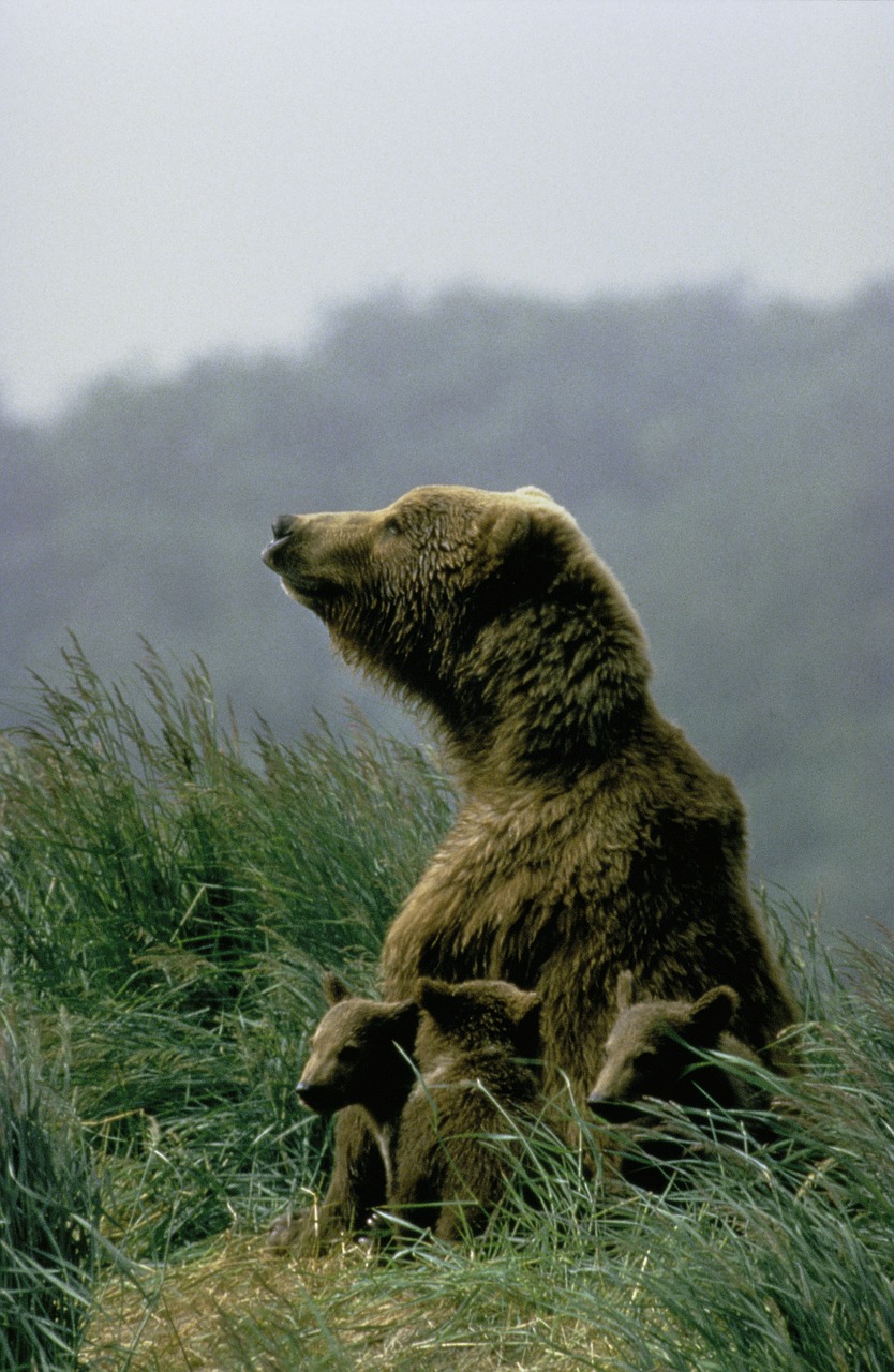 kodiak bear cubs bears free photo